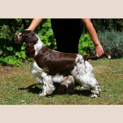 eastriding-royal-player[23].jpg